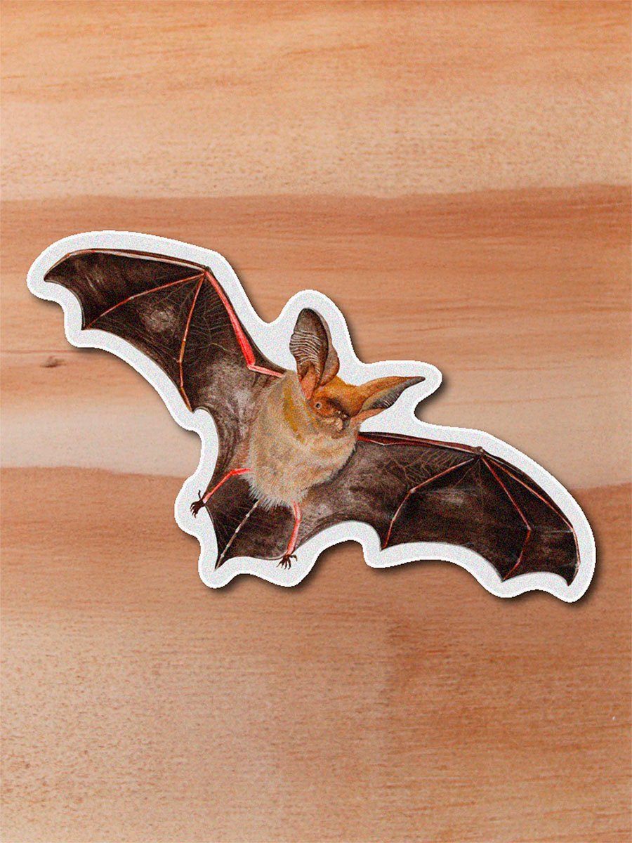 Sticker Murciélago-Histiotus montanus
