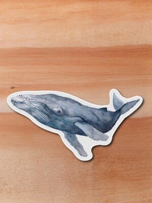 Sticker Ballena jorobada-Megaptera novaeangliae