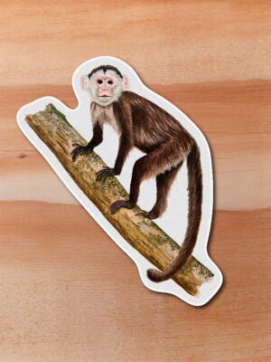 Sticker Mono capuchino-Cebus versicolor
