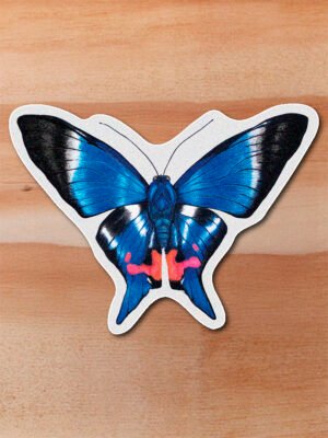 Sticker Mariposa doctor azul-Rethus dysonii