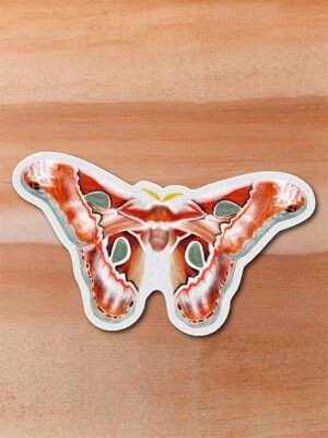 stickers_0061_fotos plantas-04.png Sticker Polilla inca-Rothschildia lebeau inca