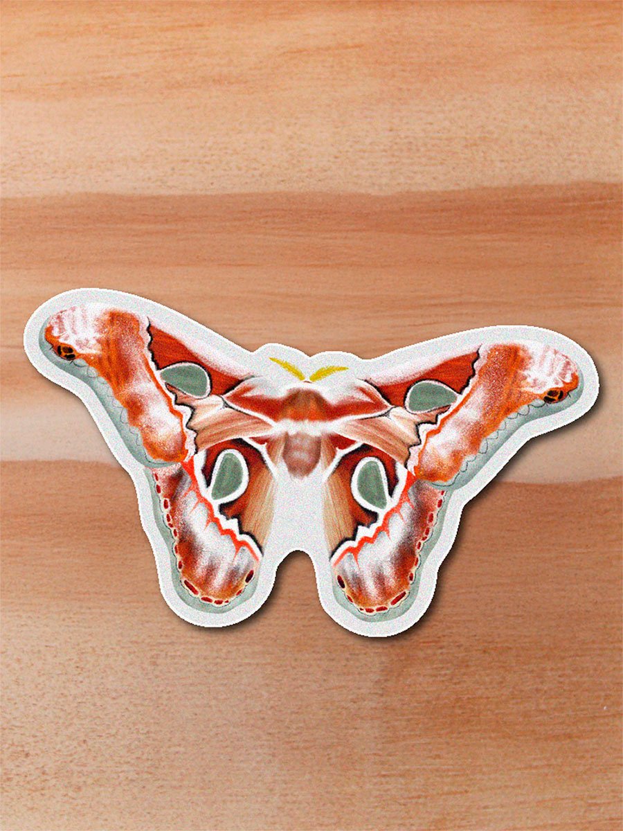 Sticker Polilla inca-Rothschildia lebeau inca