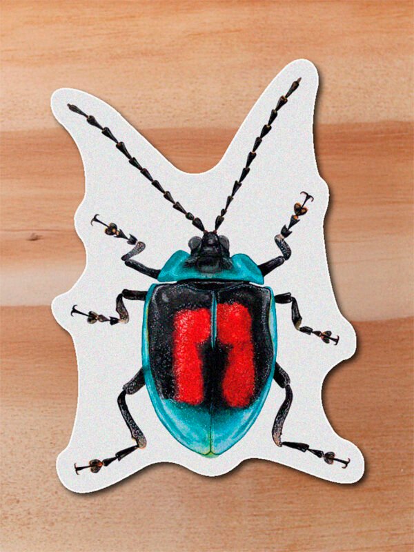 Sticker Escarabajo-Aspicela sculata