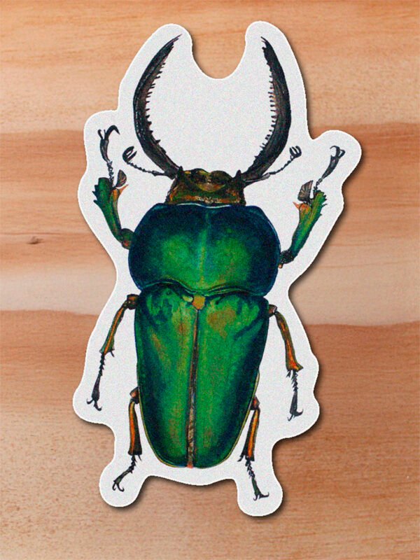 Sticker Escarabajo-Neolamprima adolphinae