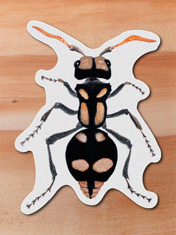 Sticker Hormiga tigre-Hoplomotilla insignis