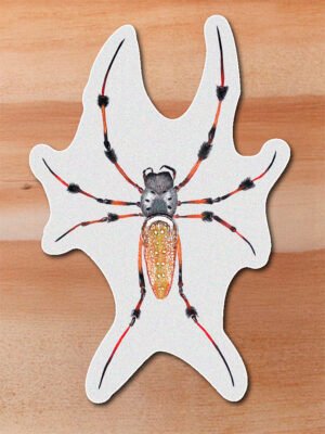 Sticker Araña -Trichonephila clavipes