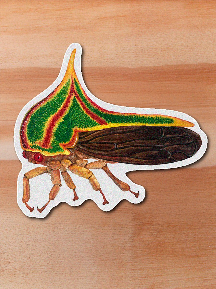Sticker Soldadito - Umbonia spinosa