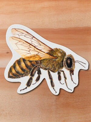 Sticker Abeja europea- Apis mellifera