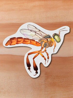 Sticker Abeja Angelita-Tetragonisca angustula