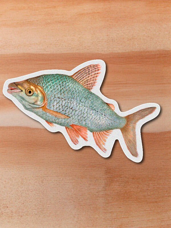 stickerss_0000_pecesymas-01.png Sticker Bocachico-Prochilodus magdalenae