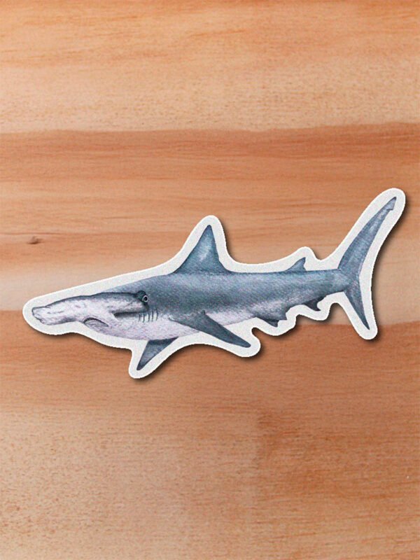 Sticker Tiburon martillo-Sphyrna lewini