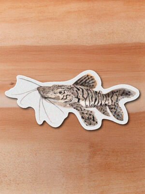 Sticker Bagre rayado-Pseudoplatistoma magdaleniatum