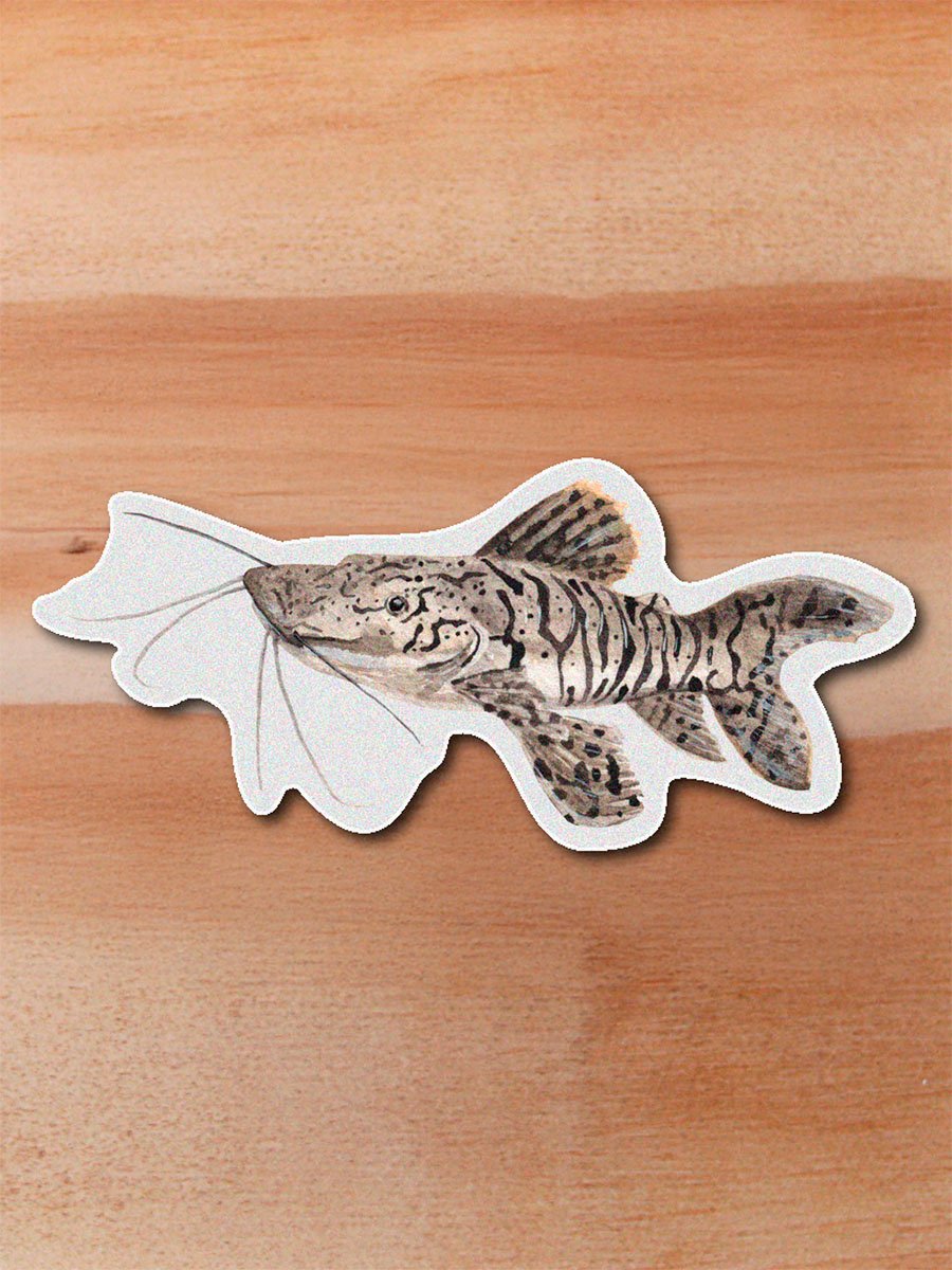 Sticker Bagre rayado-Pseudoplatistoma magdaleniatum