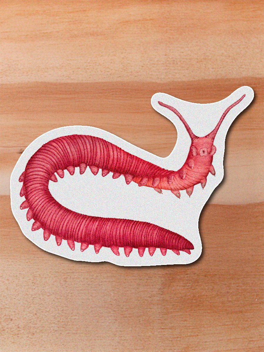 Sticker Onicóforo- Macroperipatus sp.