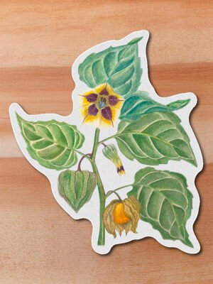 Sticker Uchuva-Physalis peruviana