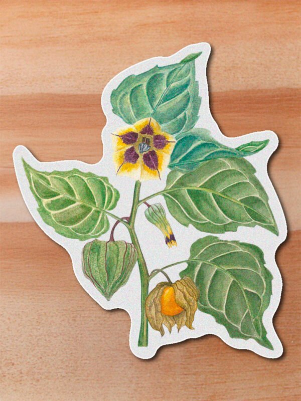 Sticker Uchuva-Physalis peruviana