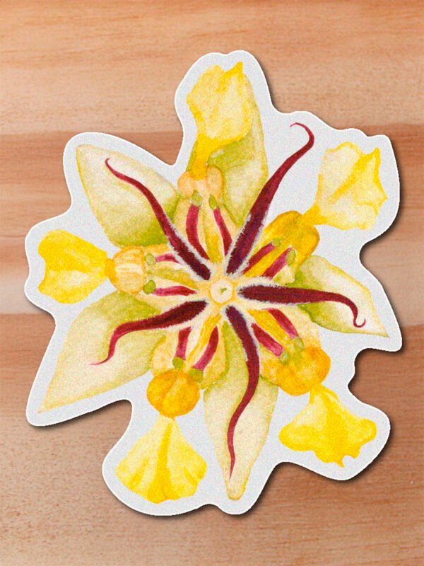 Sticker Cacao-Theobroma cacao