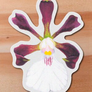 Sticker Orquidea-Encyclia cordigera