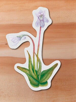 Sticker Planta carnivora-Pinguicula sp.