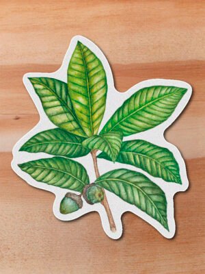 Sticker Roble blanco-Quercus humboldtii