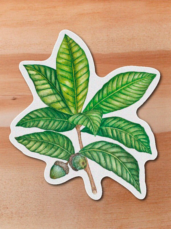 Sticker Roble blanco-Quercus humboldtii