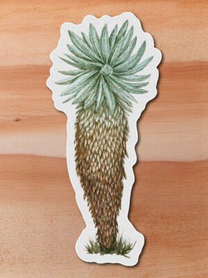 Sticker Frailejon-Speletia sp2