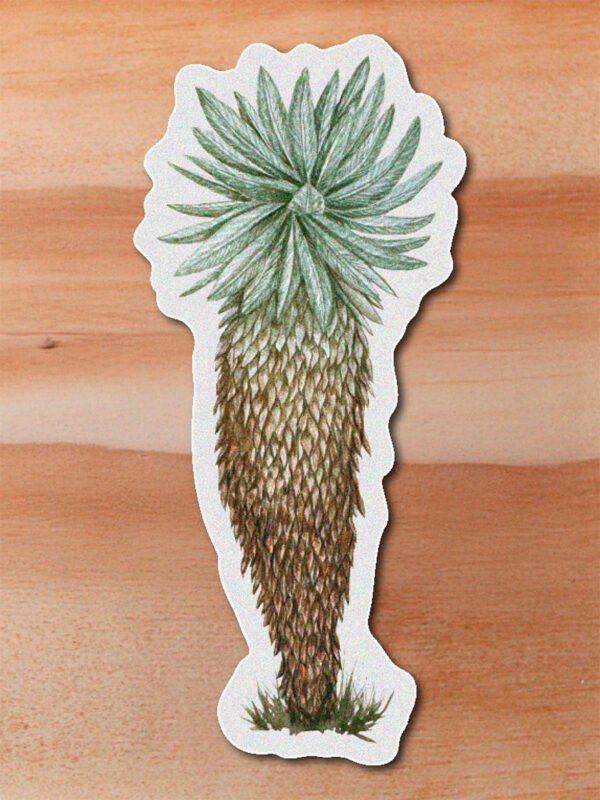 stickerss_0019_plantas-08.png Sticker Frailejon-Speletia sp2