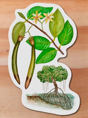 Sticker Manlgar-Rhizophora mangle