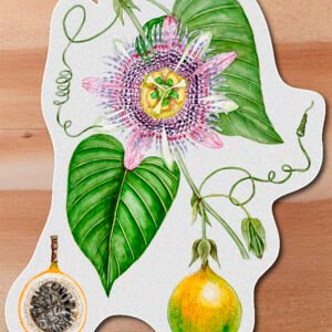Sticker Granadilla-Passiflora lingularis