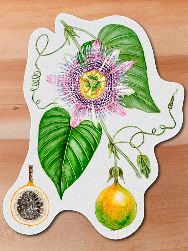 Sticker Granadilla-Passiflora lingularis