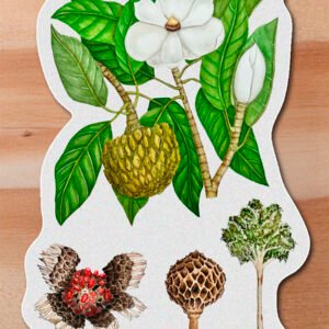 Sticker Molinillo-Magnolia resupinatifolia