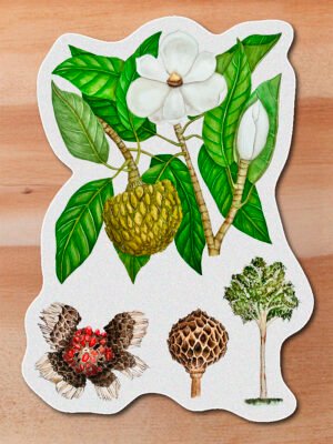 Sticker Molinillo-Magnolia resupinatifolia