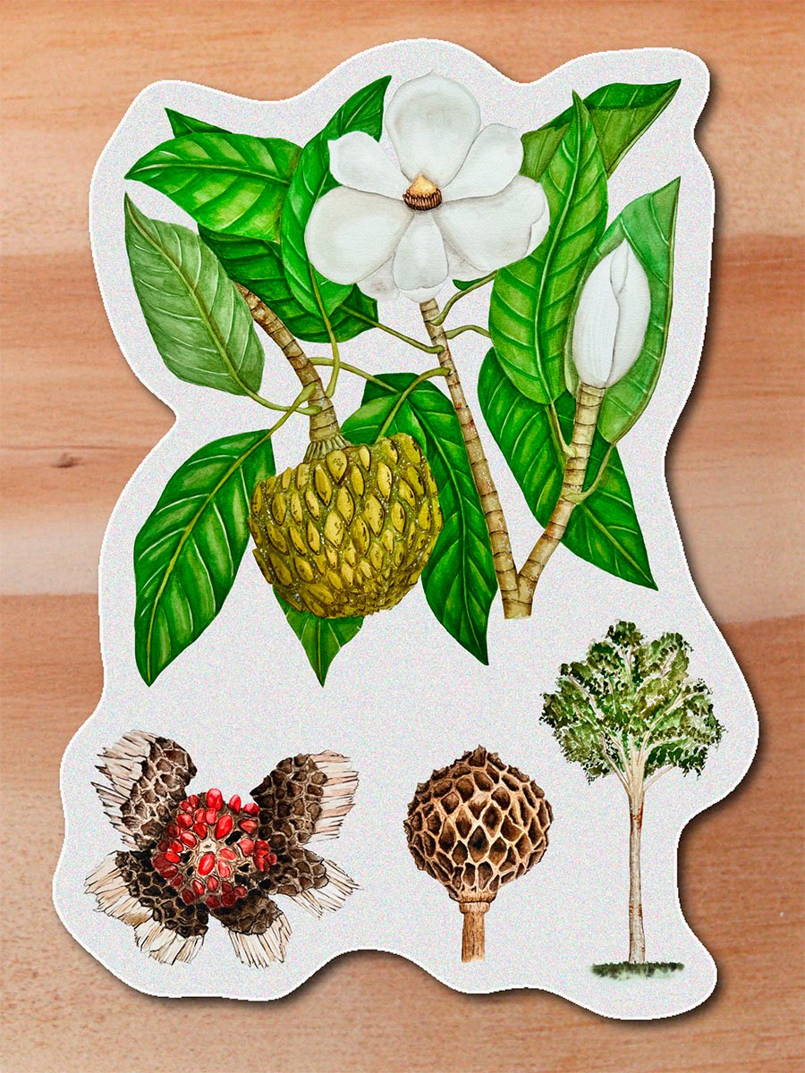 stickerss_0024_plantas-13.png Sticker Molinillo-Magnolia resupinatifolia