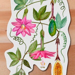 Sticker Curuba-Passiflora tarminiana