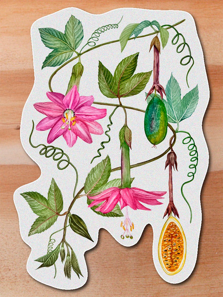 Sticker Curuba-Passiflora tarminiana