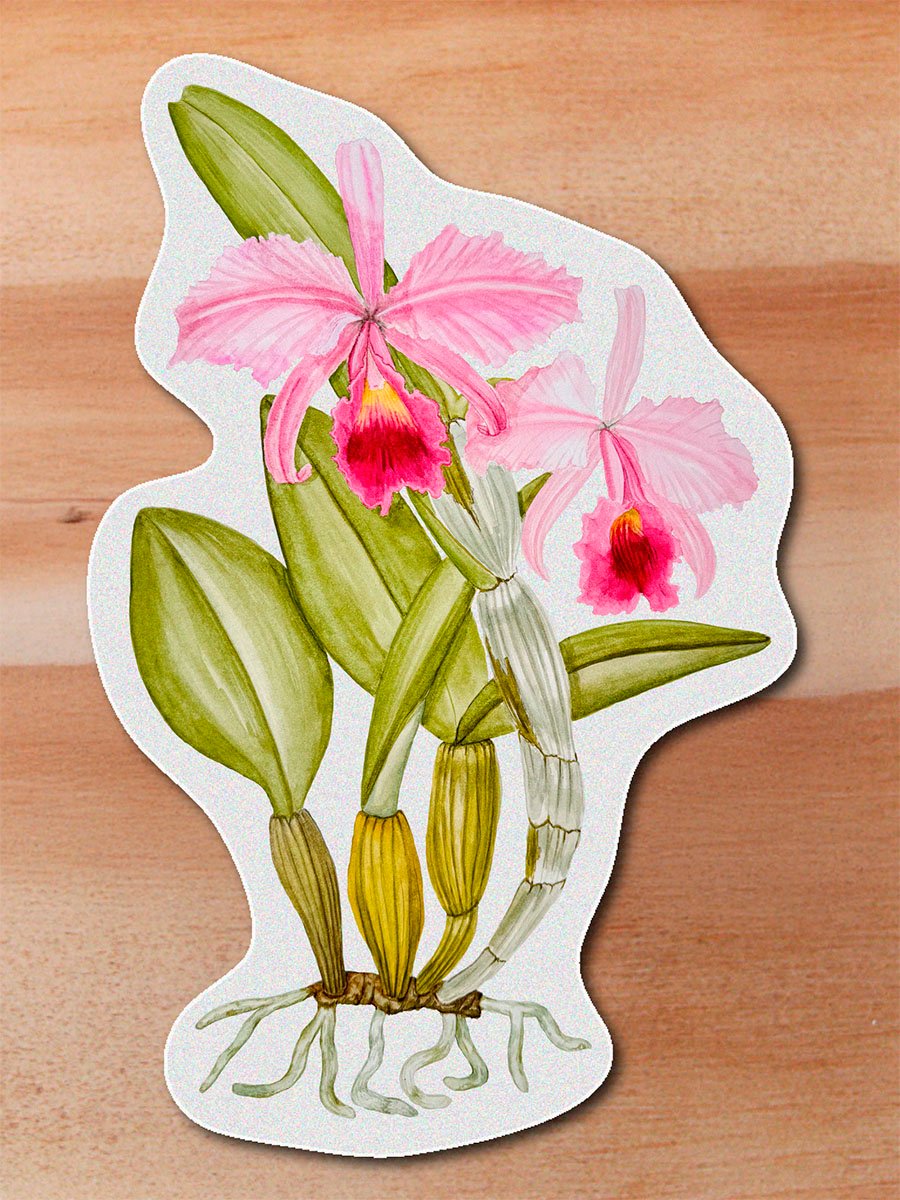 stickerss_0026_plantas-15.png Sticker Orquidea-Cattleya trianae