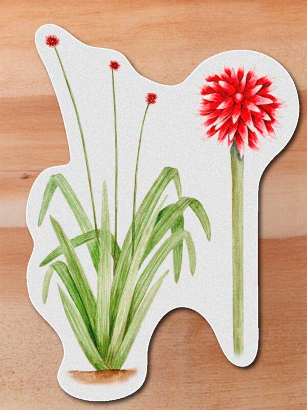 Sticker Flor de inirida-Schoenocephalium teretifolium