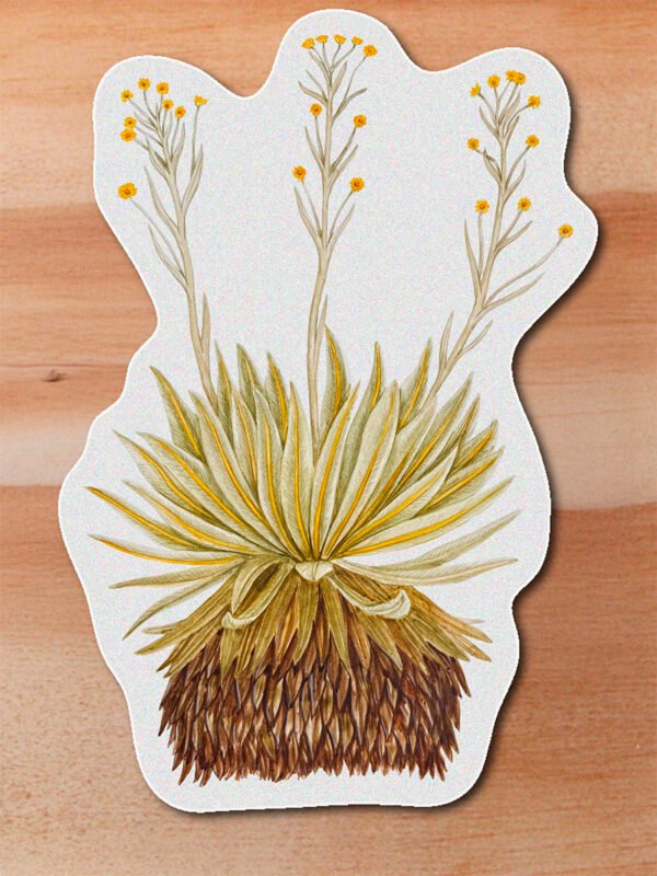 Sticker Frailejon-Espeletia muiska