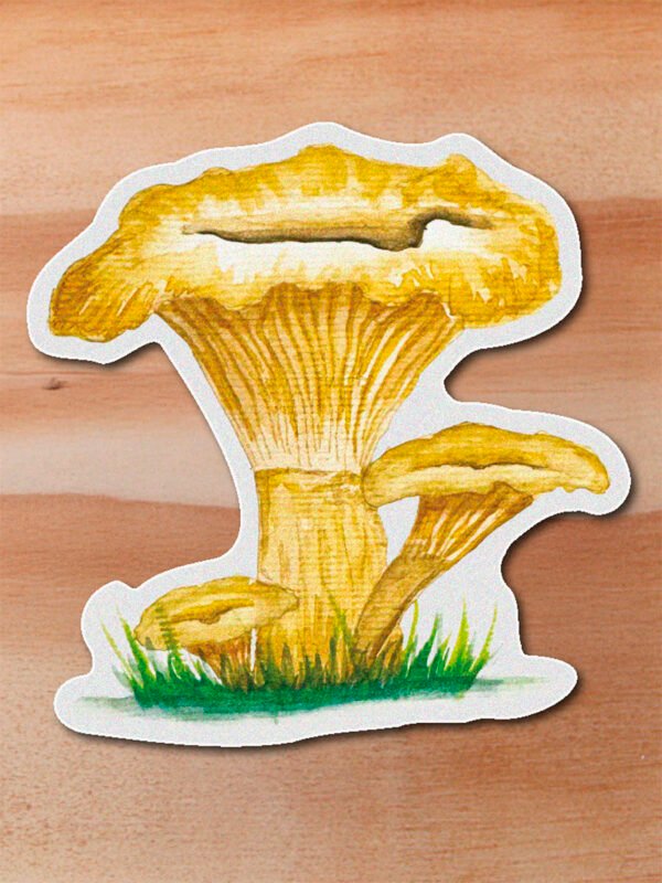 Sticker Cantharellus cibarius-Cantharellus cibarius