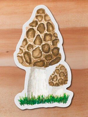 stickerss_0038_plantas-27.png Sticker -Morchella sp.