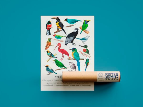 Poster - Aves de Colombia