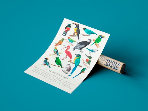 Poster - Aves de Colombia