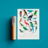 Poster - Aves de Colombia