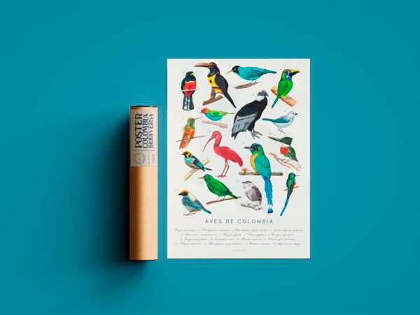 Poster - Aves de Colombia