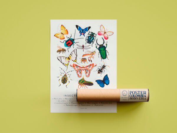 Poster - Insectos de Colombia