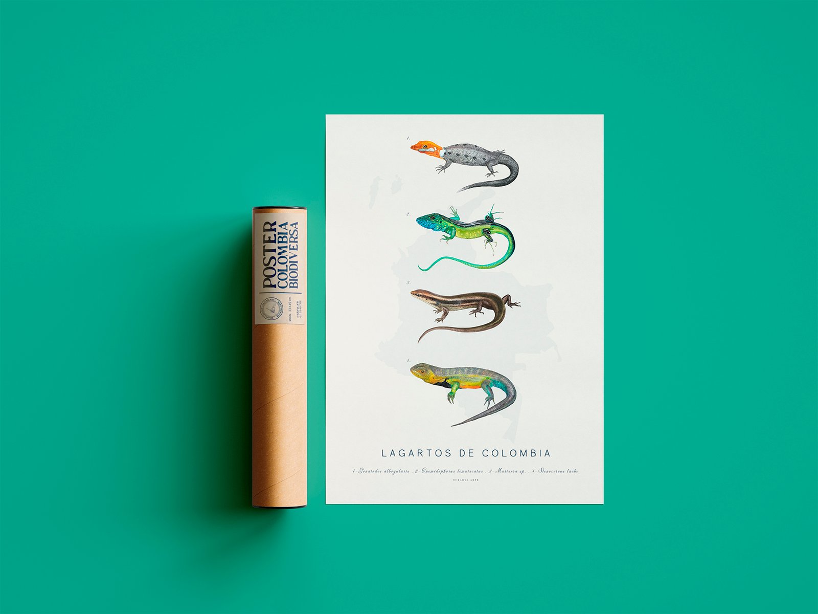 POSTERS 2026_0022_LAGARTO 2.png Poster - Lagartos de Colombia