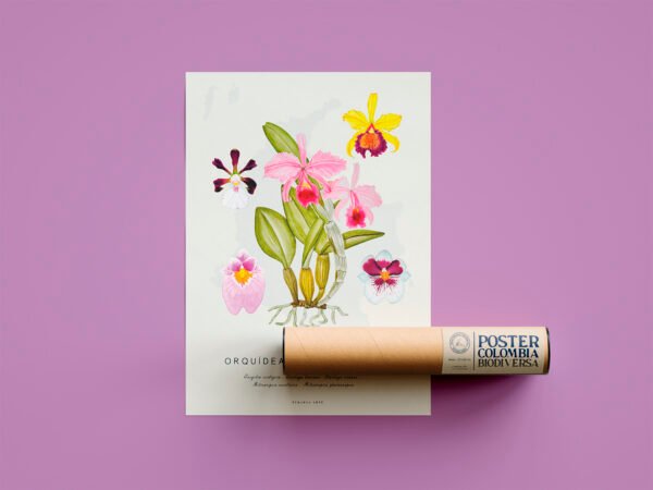 Poster - Orquídeas de Colombia
