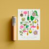 Poster - Passifloras de Colombia