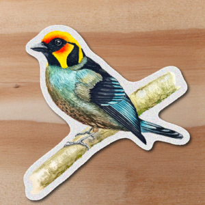 Sticker Tángara fuego - Tangara parzudakii