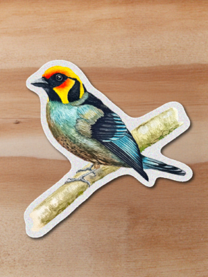 Sticker Tángara fuego - Tangara parzudakii